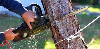 Professional Tree Services in Lester Prairie, MN