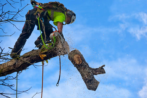 Best Commercial Tree Services  in Lester Prairie, MN